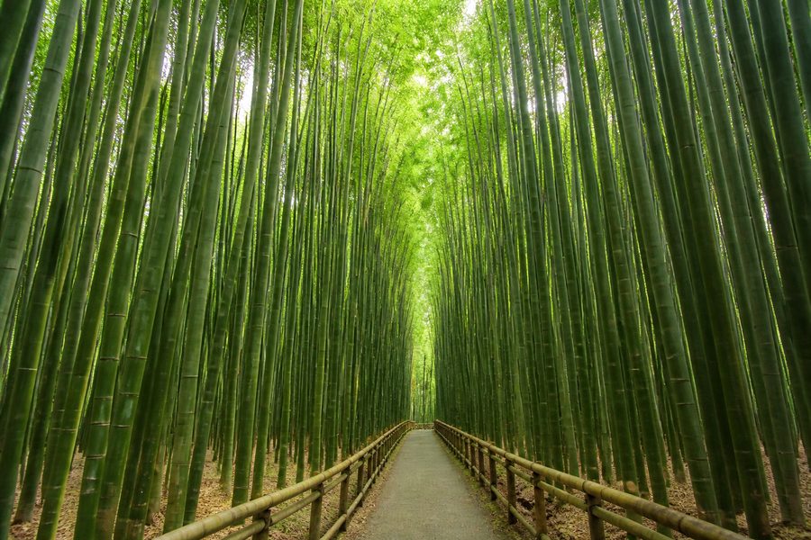 Sendero entre cañas de bambú altísimas en el bosque de Arashiyama, con la luz filtrándose desde arriba